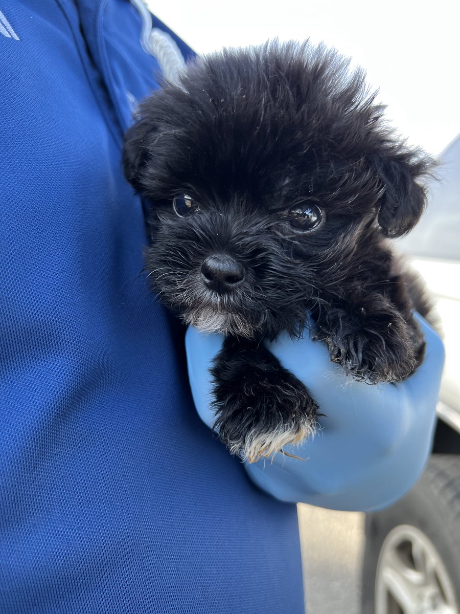 So this happened... 

The shelter called saying they had a tiny baby, with no picture and no name, who could not stay at the shelter; so, we did what we always do and worked on a plan.

Now tell us, can he possible be real?

We named him Barney.🐶

#istandwithmypack
#Doglovers