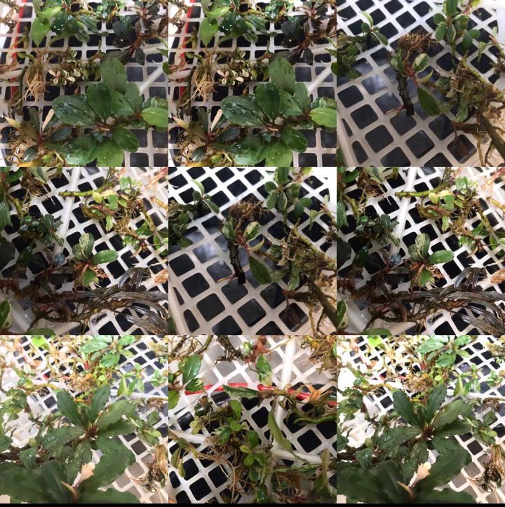 Linus24709044's tweet photo. More than 100 pieces of Bucephalandra Variegated

#bucevariegated #bucephalandra #bucevariegated #bucevariegata https://t.co/nN8IkFjvlY