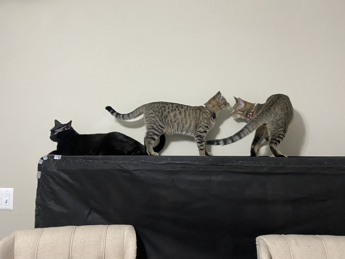 kateboard tweet media