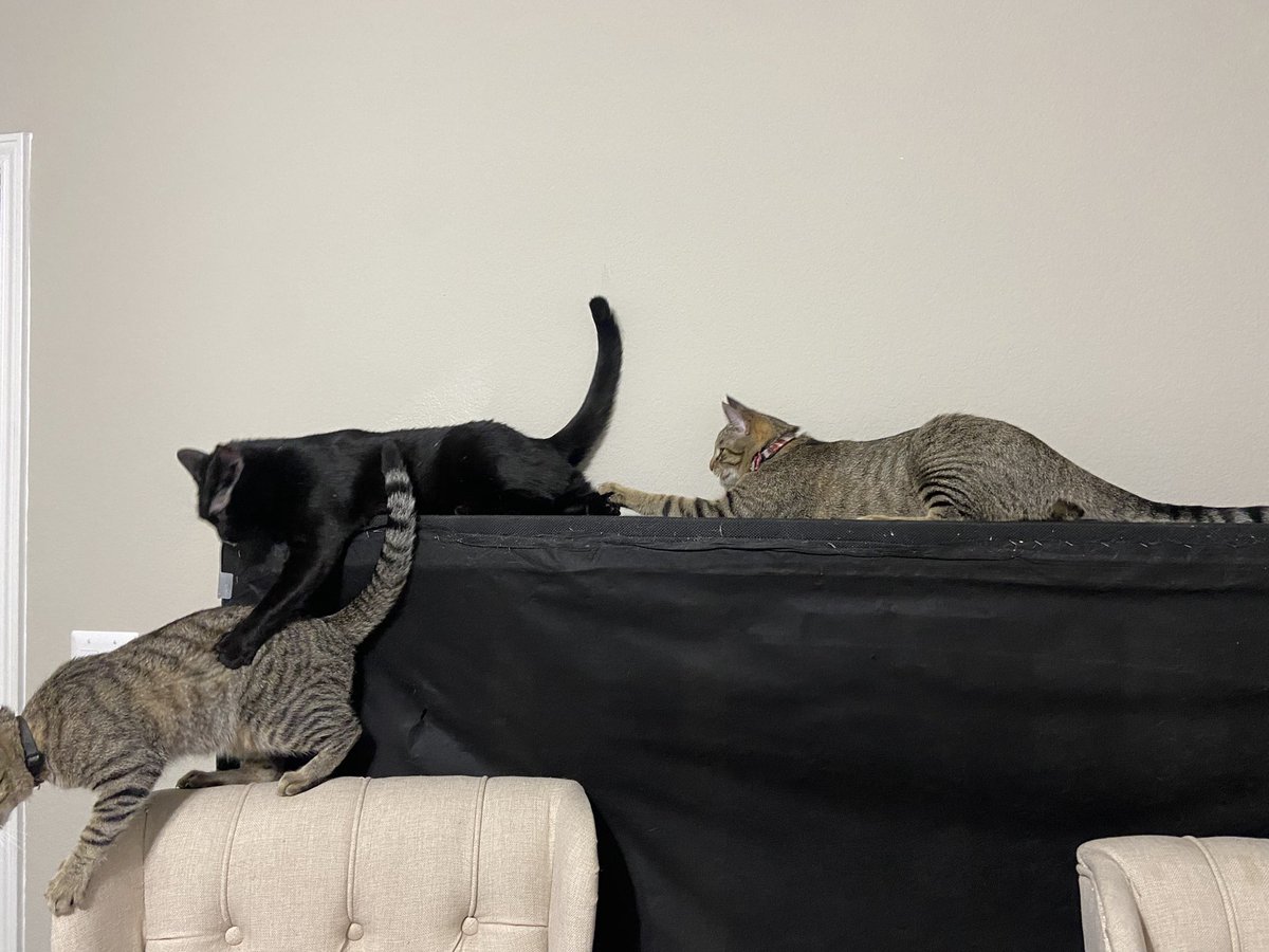 kateboard tweet media