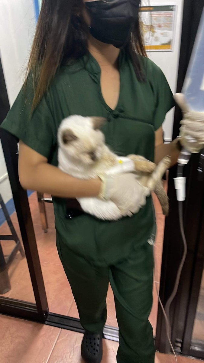 cherrielemonade's tweet photo. Hello guys! Trying to get help here. Freya, my cat got confined last night. Findings are: anemia, kalisi feline, liver problem and dehydration. Any amount will do po kahit pandagdag lang sa confinement day fee please ๐
Gcash: 09208762130
#CatsOfTwitter #CatsofPH #catlovers https://t.co/ZpYU7fQbW5