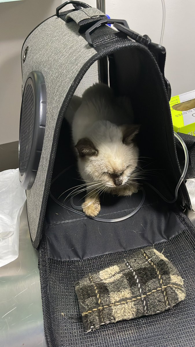 cherrielemonade's tweet photo. Hello guys! Trying to get help here. Freya, my cat got confined last night. Findings are: anemia, kalisi feline, liver problem and dehydration. Any amount will do po kahit pandagdag lang sa confinement day fee please ๐
Gcash: 09208762130
#CatsOfTwitter #CatsofPH #catlovers https://t.co/ZpYU7fQbW5