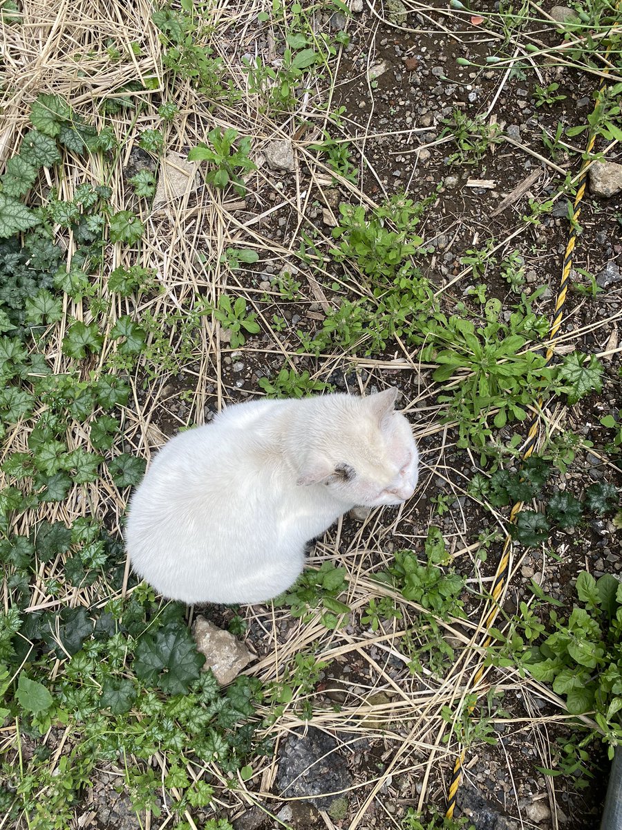 出会って一年とちょい 俺とこいつの距離、ここまで縮まった。 最近ご飯を待つ時、ヨイショって足元に一歩踏み込んでくれるようになった。 こいつからしたら凄く勇気がいること。 その一歩をめちゃくちゃ