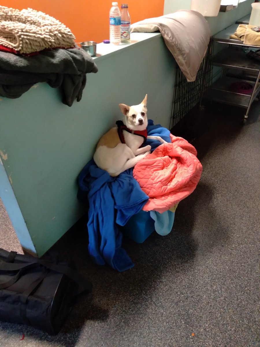Fraction_Dog's tweet photo. "Clean laundry piles are just the best." 

#dogsoftwitter #dogs #pets #DogTwitter #DogsofTwittter https://t.co/L0813S5z5N