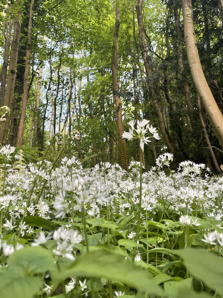 WildFoodUK's tweet photo. Check out our course availability for this month https://t.co/c9CYkXVvMX we have some fantastic venues for you to explore 🌿 #foraging #foragingcourse #wildfooduk #wildfood #forage #explore #coursedates https://t.co/K0ZMVoe2w8