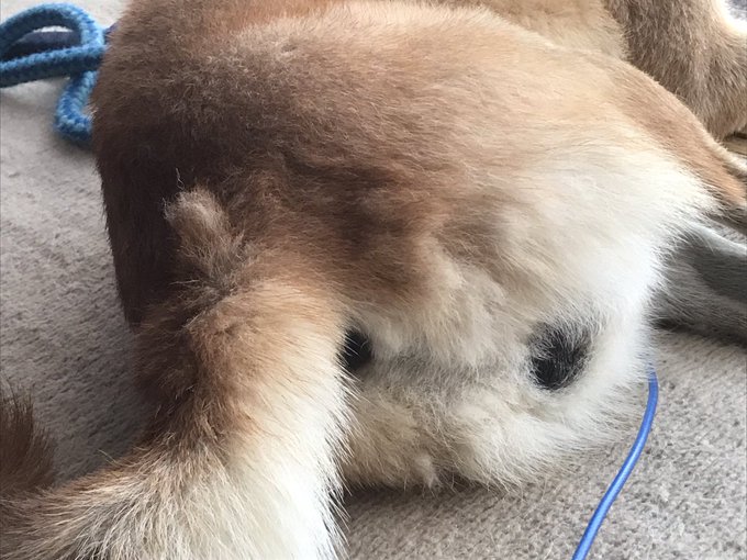 毛の生え替わりがわかるケツ 