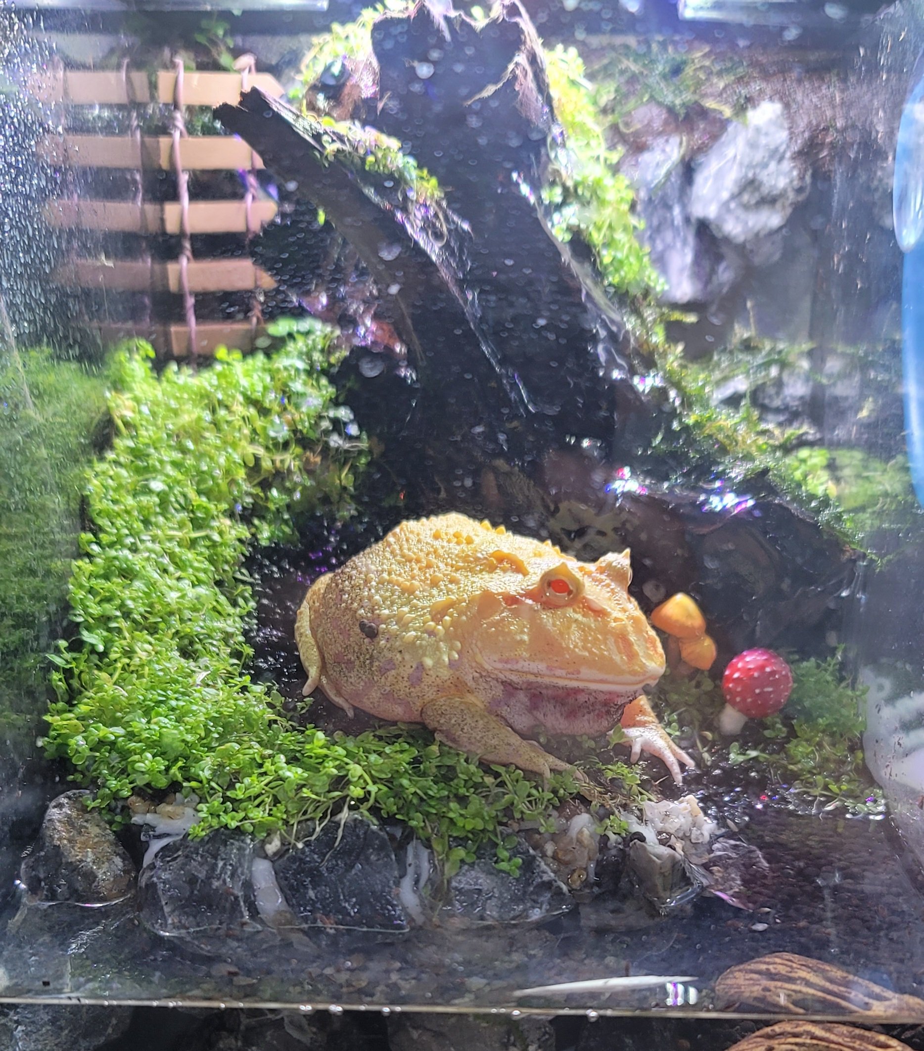 Pepe 今のカメラフィルターすごい もはやアート 4枚目が元写真 クランウェルツノガエル テラリウム T Co 9gyspjost3 Twitter