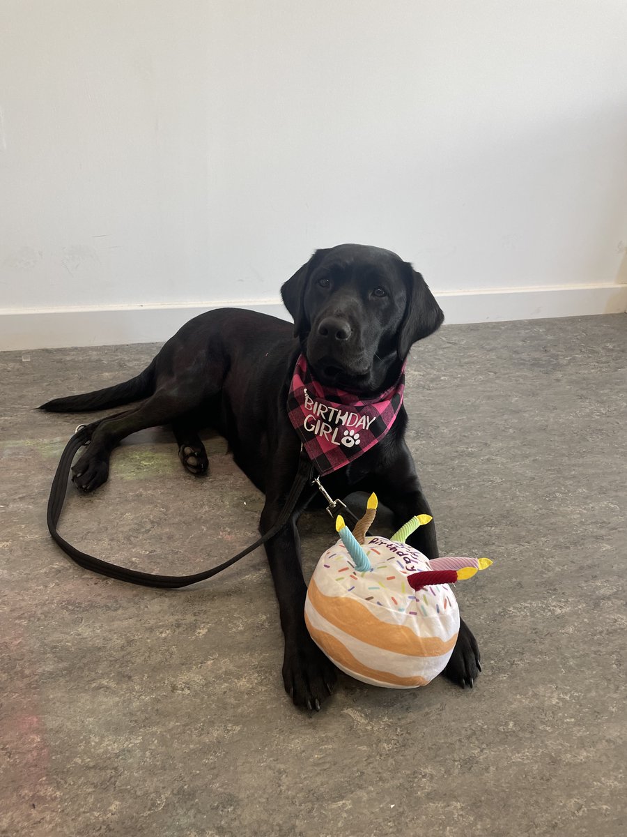 Students in An Ríocht were absolutely delighted to have a very special 2nd birthday celebration this morning 🎂🐶 <a href="/Kingswoodcc16/">Kingswoodcc</a>
