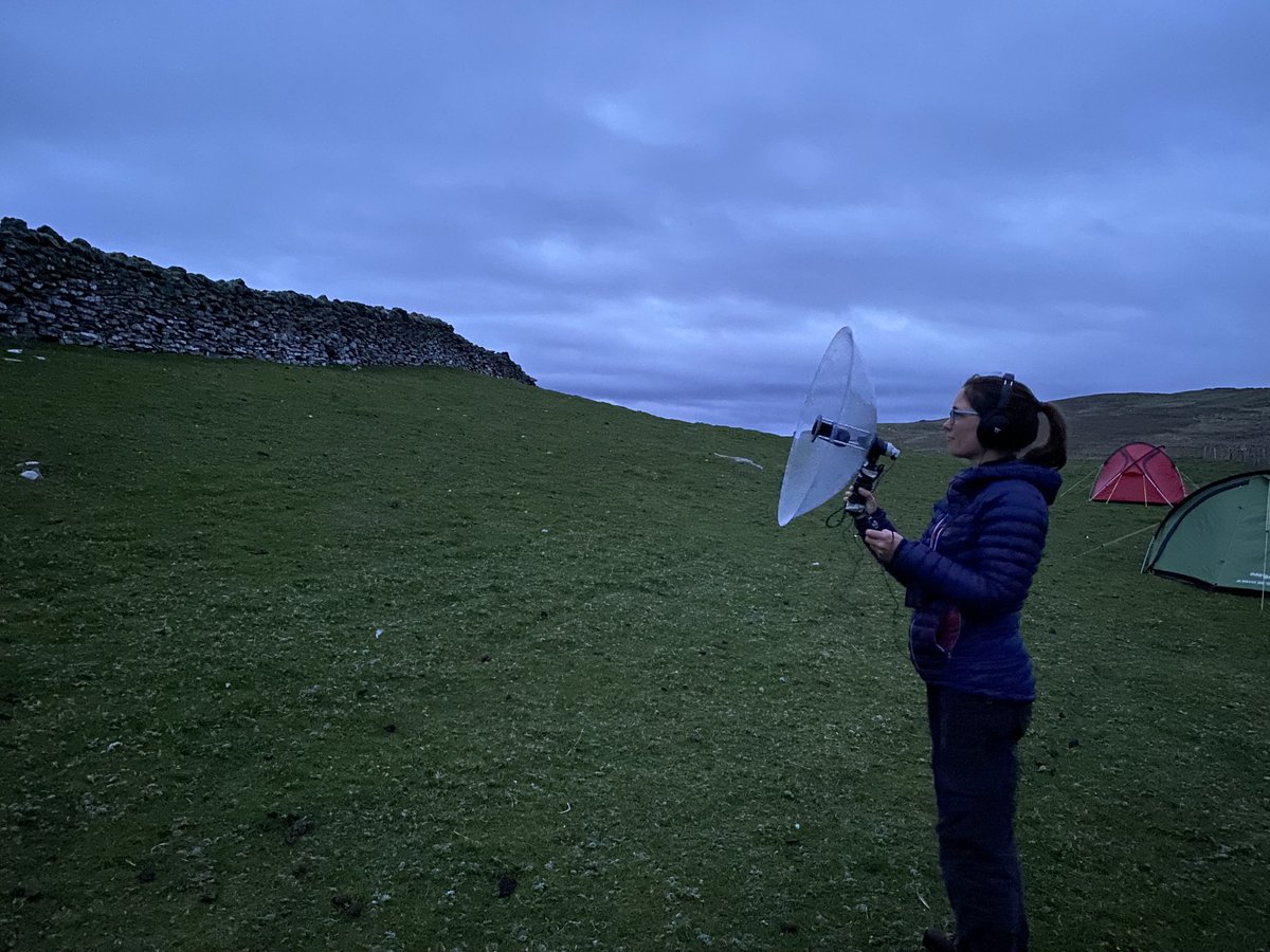 ⁦<a href="/Zoe_Deakin/">Zoe Deakin</a>⁩ testing #audio equipment on the #stormpetrels purring last night in the wall next to our camp on #Mousa