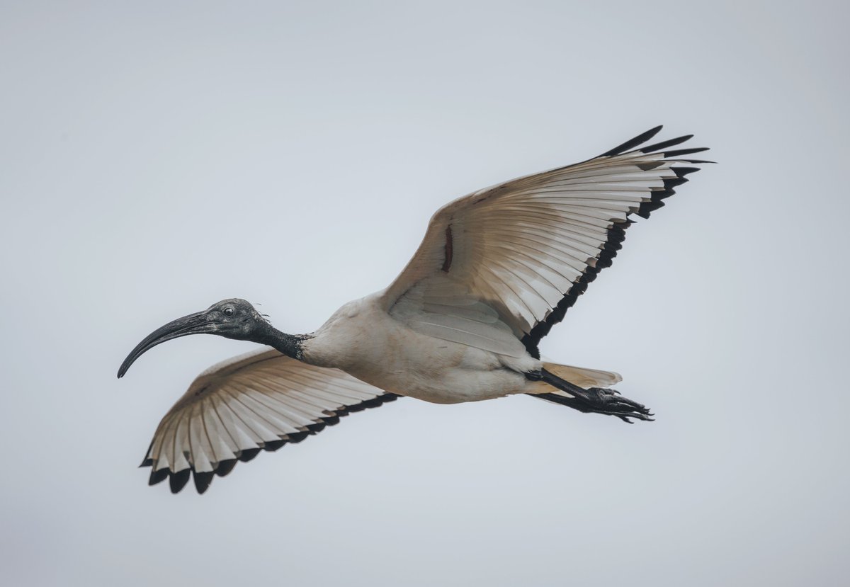 Mi visita al cráter de Ngorongoro, en Tanzania, me dio la oportunidad de conocer a uno de los Ibis más emblemáticos del mundo. Por su conexión al Antiguo Egipto, es ni más ni menos que el Dios de la Sabiduría.

#Ibis #thot #ibissagrado #BirdsPhotography #Threskiornisaethiopicus