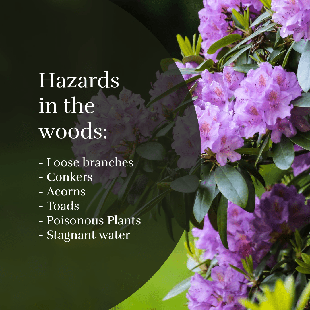 It's #walkinthewoods month - don't miss our fantastic collection of templates to help raise awareness around this fantastic topic