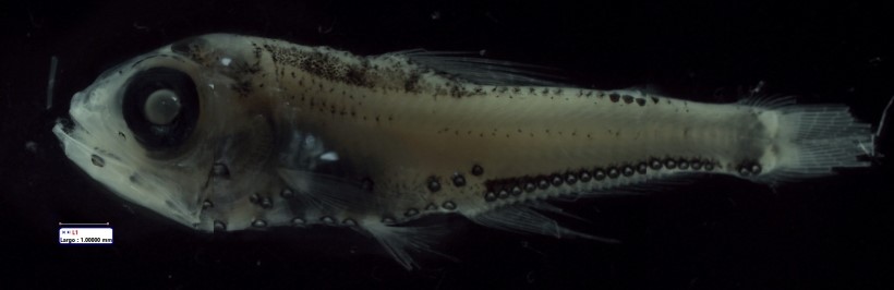 landaicio's tweet image. Juvenile lanternfish, Lampanyctodes hectoris, one of the most abundant myctophids from the Cape Horn Current, SE Pacific
@ictiologia