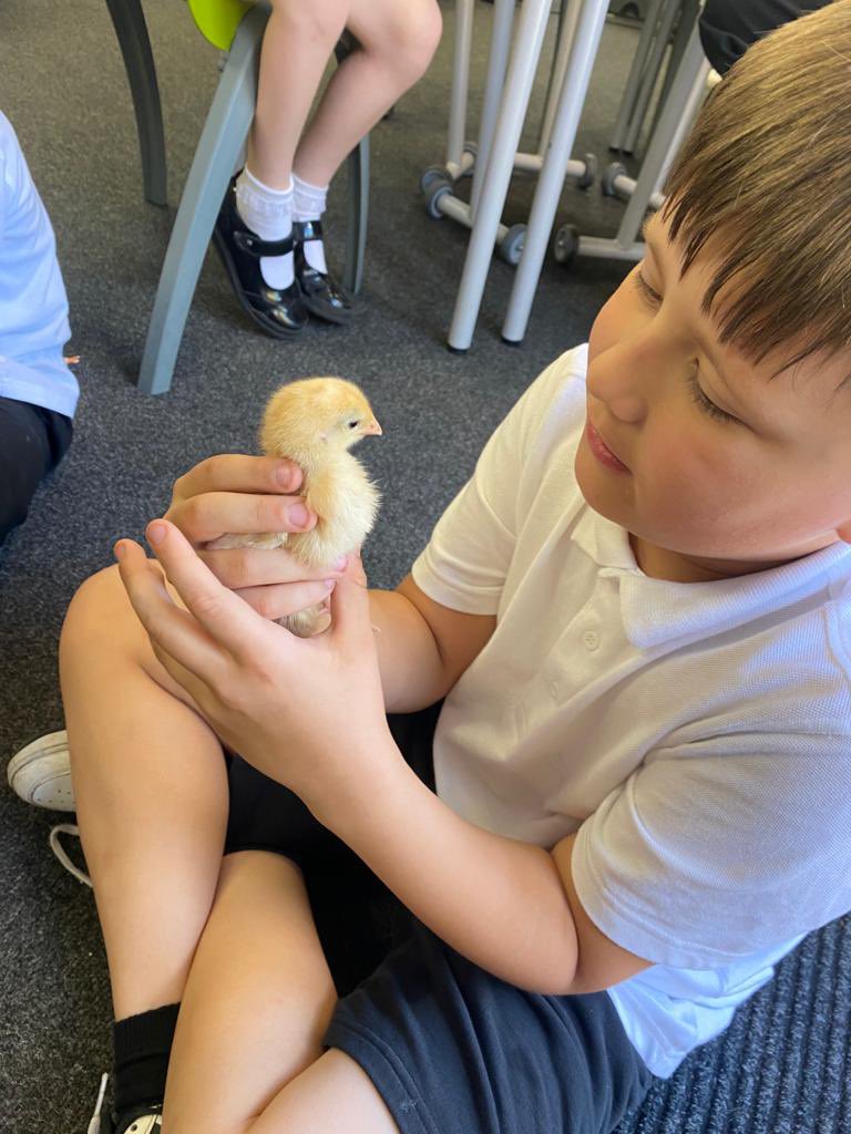Y3ElmTree's tweet photo. Chick us out! We had an egg-citing time holding these little cuties! We were so c-lucky to meet them before they left on Friday 😁🐥🐣🪺@WoodhillSch https://t.co/ej94Yk2klk