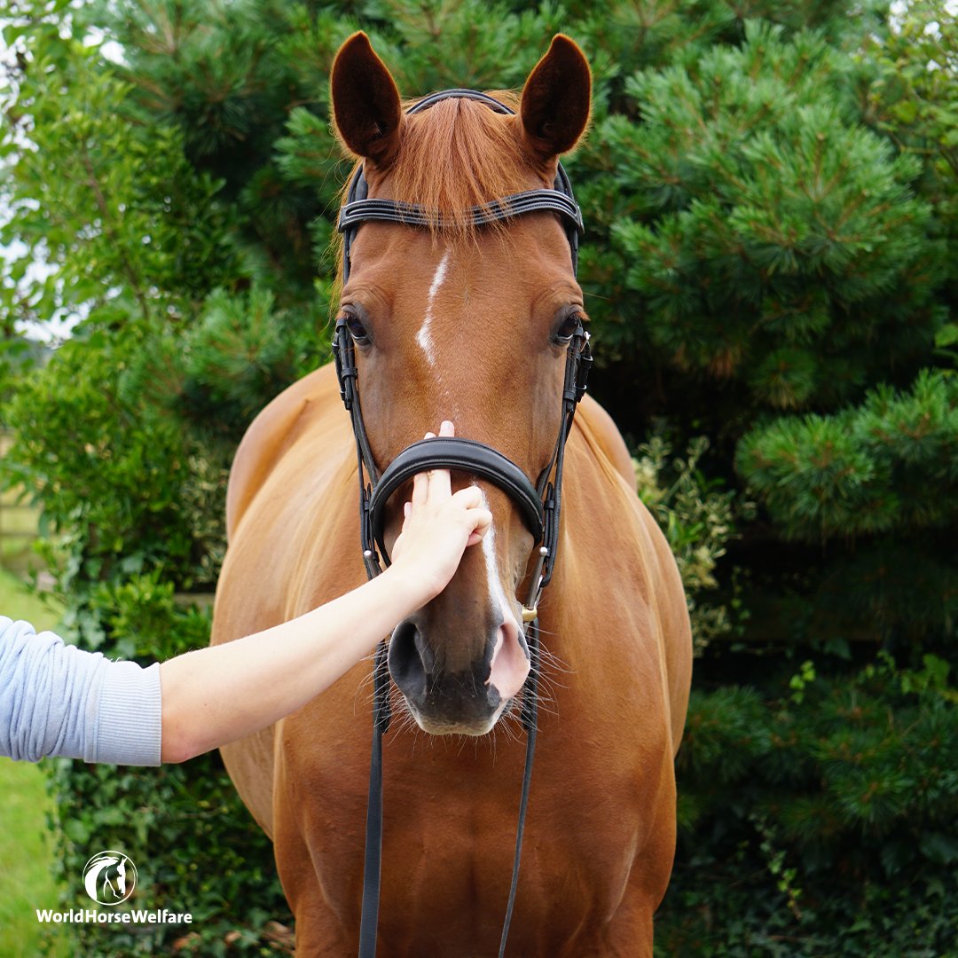 If you ride horses, our next #webinar ‘Bridle fit – why getting it right is so important’ might be of interest to you!

Join us on Wednesday 1st June at 7pm as we hear from Dr Rachel Murray. Sign up here: bit.ly/3NupNMX #WednesdayWisdom