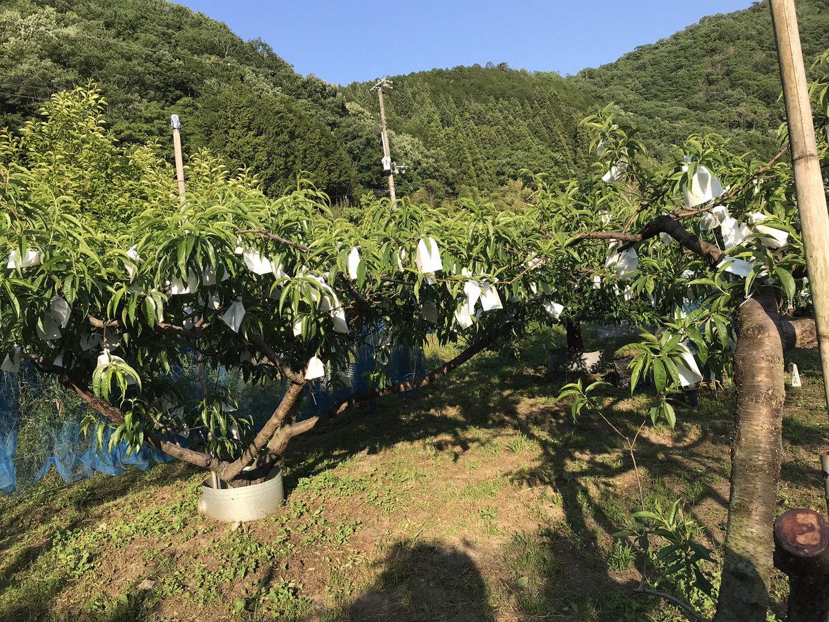 shishio_55's tweet photo. 今日は趣味で桃を育ててる叔父を手伝って来ました。
好きな事が出来る環境があるのがどうしようなく羨ましい。
#清水白桃
#ちよひめ
#紅清水 https://t.co/5O6YRKGBuj