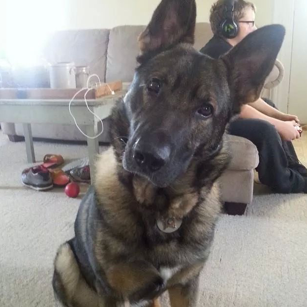 PawsOfHonorK9s's tweet photo. Gotta love the head tilt with K9 Justice!
#headtilt
#pawsofhonor #twoheroesoneleash #jointhepack #onemission #veterinary #veterinarycare #workingdogs #retiredK9 #nonprofit #k9life #gsd #gsdofinstagram https://t.co/e8Xisk47DQ