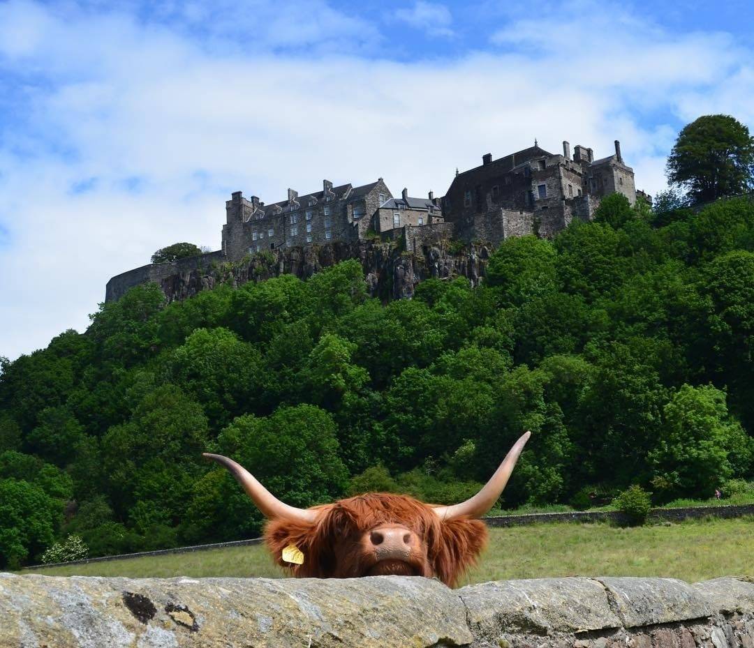 Stirling tweet media