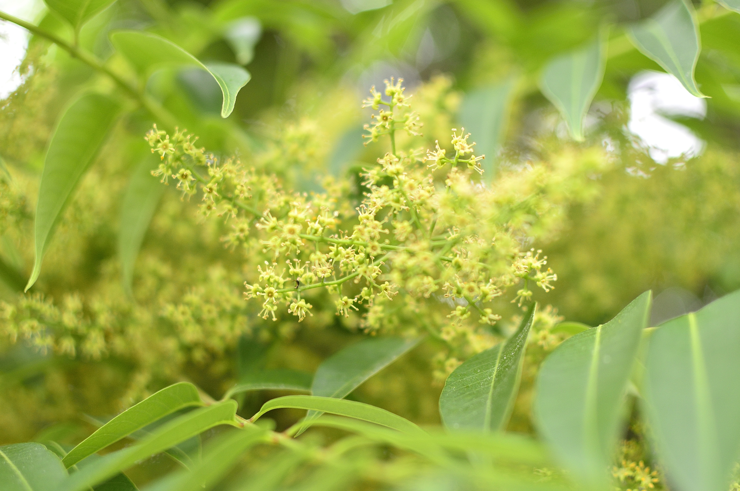 清澄庭園 ハナショウブの開花が次々すすんでいます 6月は他にもアジサイの季節 こちらはまだ爽やかなグリーンで色づき準備中 ウメの実やハゼノキの花など現在グリーンなものが多いです 清澄庭園 日本庭園 初夏 Kiyosumigardens Japanesegarden