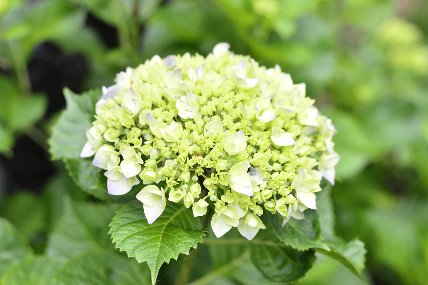 清澄白河ガイド アジサイの花言葉は 移り気 Twitter