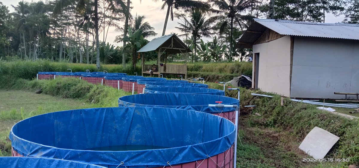 silahkan harga pakan lele naik terus kita tetap anti rugi ...petani milenial anti rugi
<a href="/saktitrenggono/">Sakti Wahyu Trenggono</a> 
<a href="/BudidayaKKP/">Budidaya KKP (DJPB)</a> <a href="/kajianperikanan/">Kajian Perikanan</a> <a href="/PerikananUGM/">Perikanan UGM</a> <a href="/bbpbat_sukabumi/">BBPBAT SUKABUMİ</a>