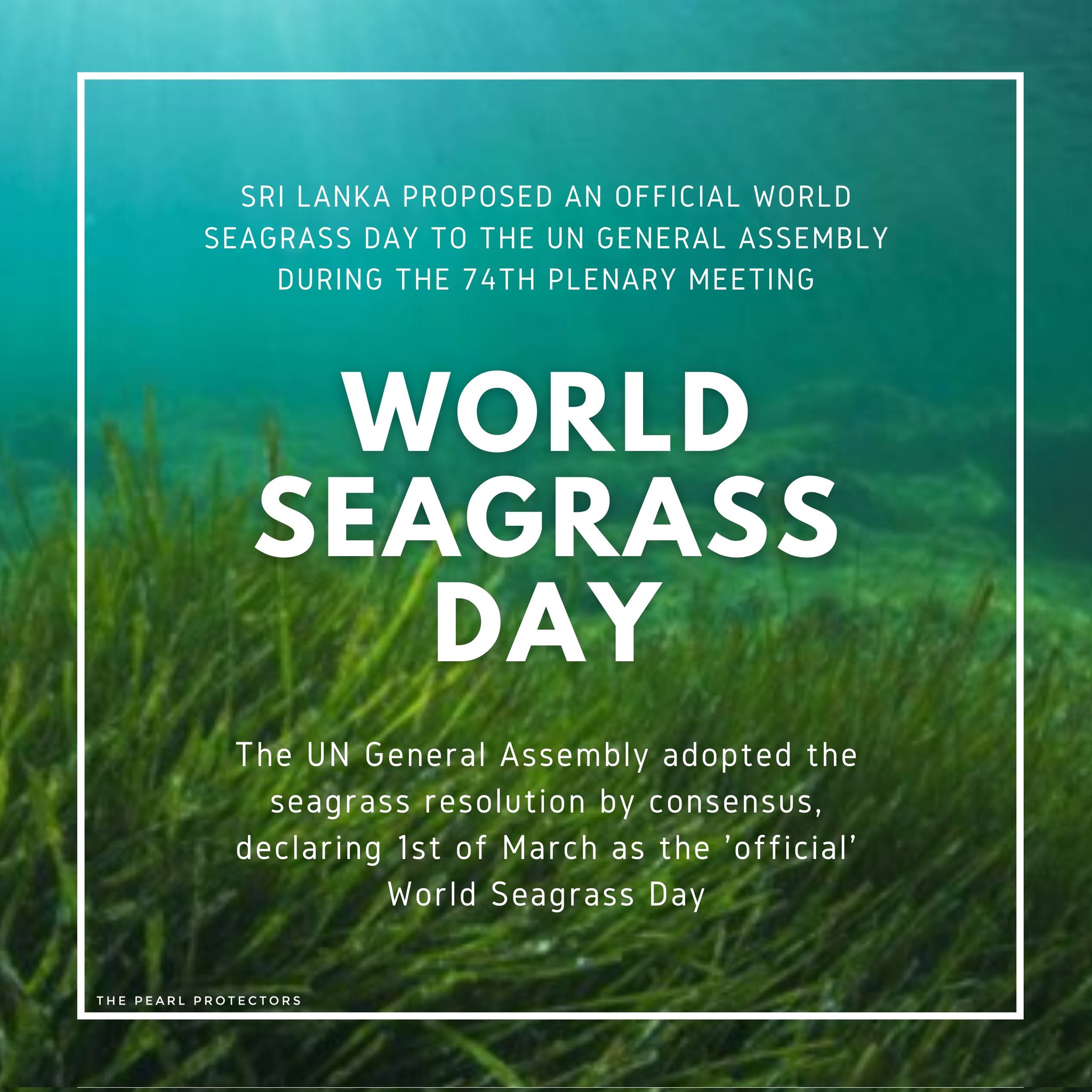 World Seagrass Day – What is it all about?