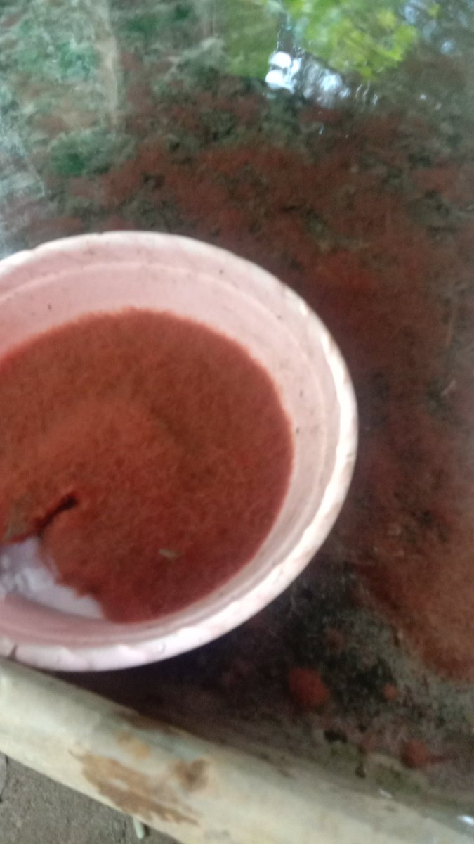 apapun sistemnya,apapun jenisnya ini komoditi yang wajib dikembangkan sebagai pakan larva ikan air tawar....cacing sutra
@brsdm_kp <a href="/saktitrenggono/">Sakti Wahyu Trenggono</a> <a href="/bbpbat_sukabumi/">BBPBAT SUKABUMİ</a> <a href="/BudidayaKKP/">Budidaya KKP (DJPB)</a> <a href="/perikananUNSRI/">TekHslPerikananUNSRI</a> <a href="/PerikananUGM/">Perikanan UGM</a> <a href="/kajianperikanan/">Kajian Perikanan</a>