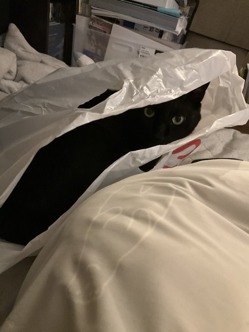 ビニール袋好きすぎないか? 