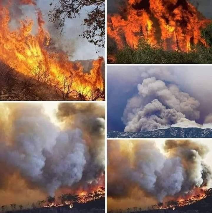 Hassam_SHER_BSO's tweet photo. #savesheraniforestsavelife https://t.co/99oFNEnxVz