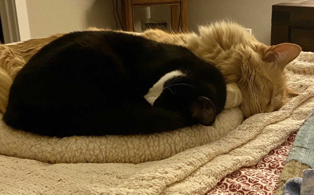 ImHibernating's tweet image. When you so tired you can’t even hold up your head. 😻 #Caturday on Monday. #CatsOfTwitter #Monday