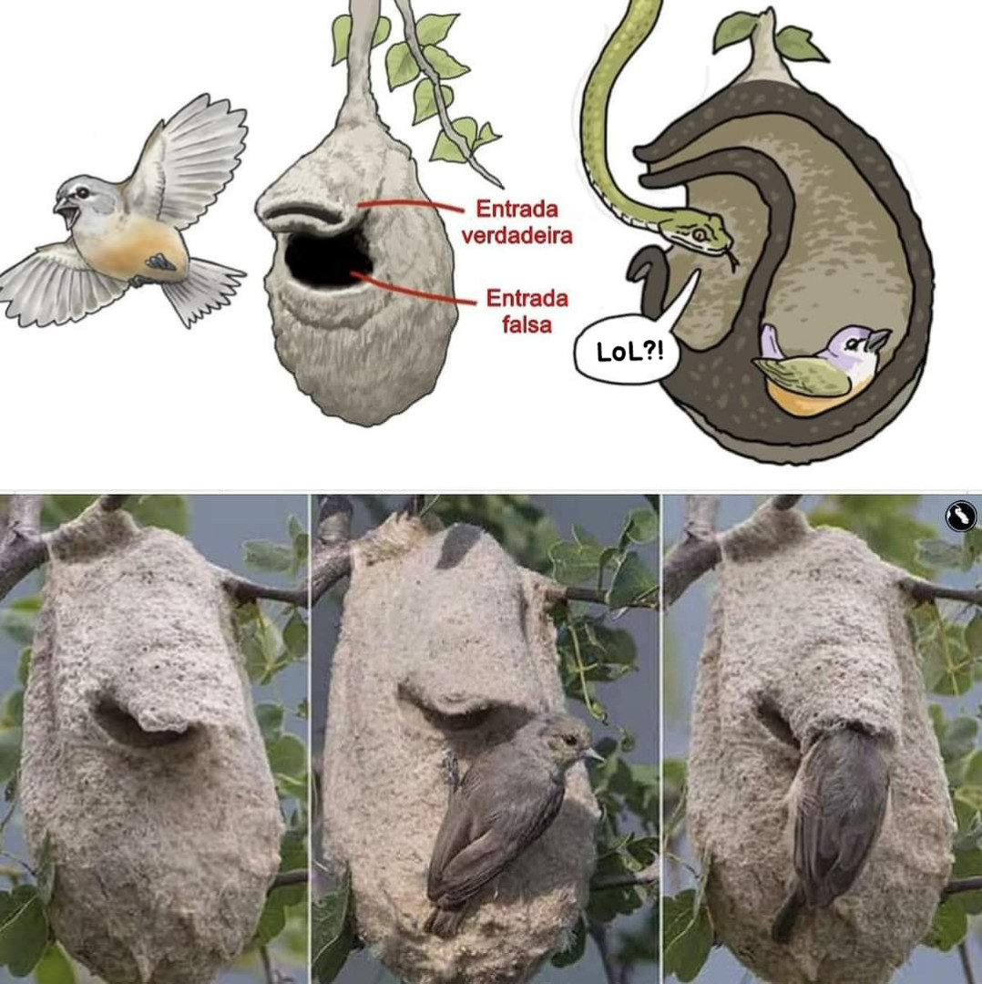 Cape Penduline Tit (Anthoscopus minutus) adalah spesies burung dari Afrika yg punya perilaku unik.

Mereka membuat sarang dengan 2 pintu masuk: pintu asli &amp; pintu palsu.

Pintu palsu dibuat utk mengelabui predator yg mengincar telur/anak burung.
