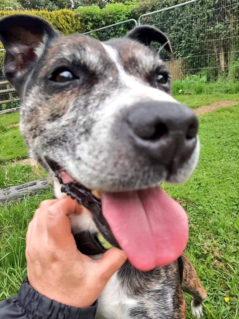 Good morning Staffy Lovers, as we all know now, Tuesday is #HughsDay at SSC HQs so time to showcase our wonderful Hughie who is sadly still waiting for his furever home. Hughie joined us following the sad passing of his owner &amp; has had little interest 😢 seniorstaffyclub.co.uk/adopt-a-staffy…