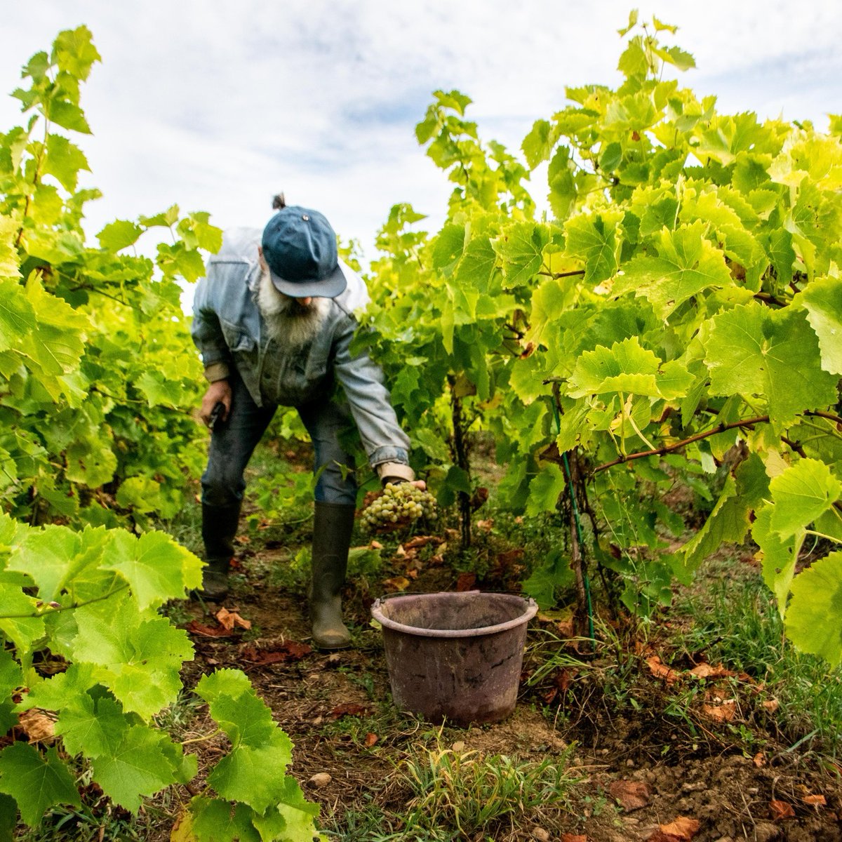 [THREAD] 📣Heureux de vous annoncer la sortie du p'tit dernier de la <a href="/Marque_Juste/">Juste</a> : le Muscadet #JusteDeLoireAtlantique 

Ce projet est né de la volonté de 5 vignerons des trois territoires du muscadet qui ont à coeur de valoriser ce produit du terroir à un prix rémunérateur
