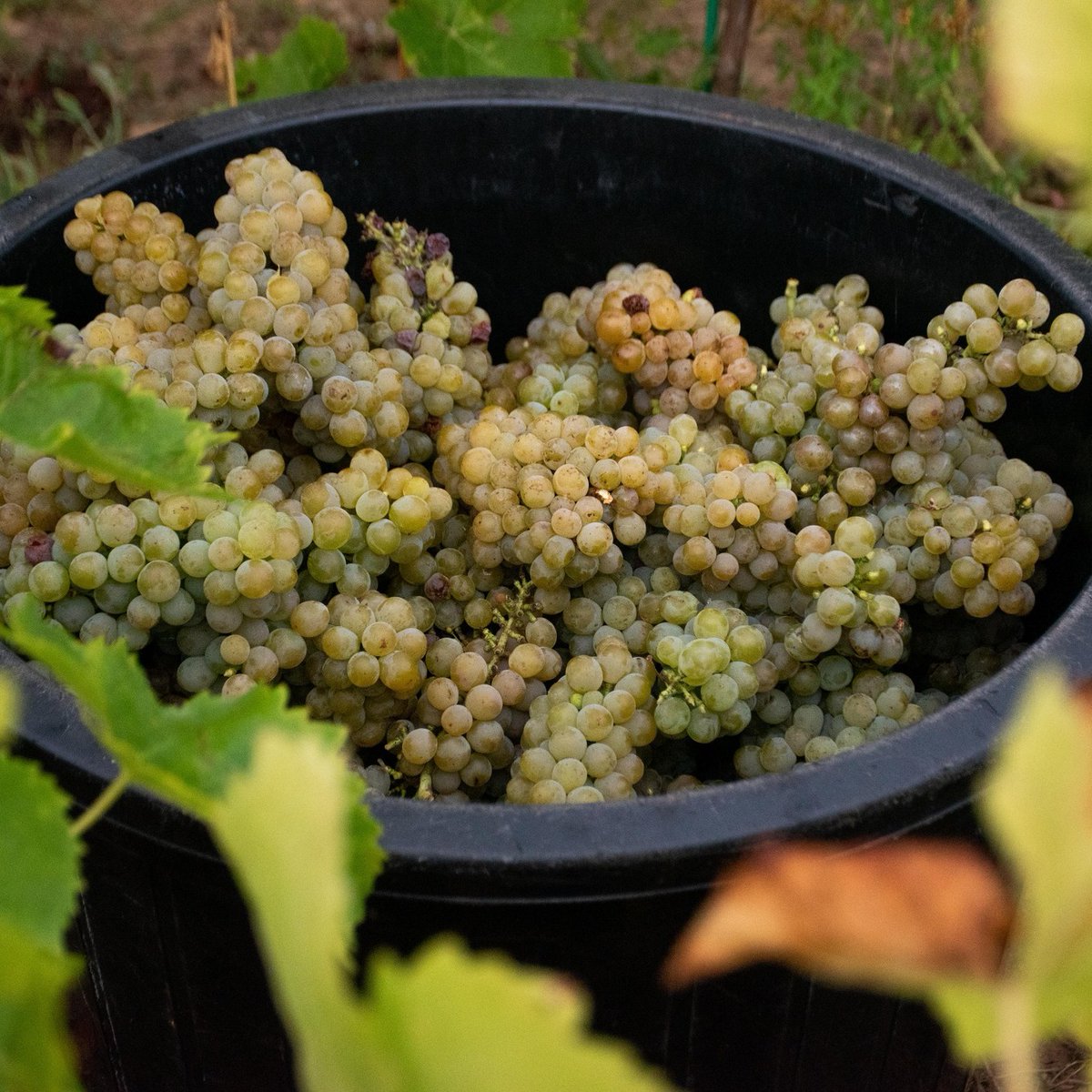 JusteDeLA's tweet photo. [THREAD] 📣Heureux de vous annoncer la sortie du p'tit dernier de la @Marque_Juste : le Muscadet #JusteDeLoireAtlantique 

Ce projet est né de la volonté de 5 vignerons des trois territoires du muscadet qui ont à coeur de valoriser ce produit du terroir à un prix rémunérateur https://t.co/9AhR5Antfk