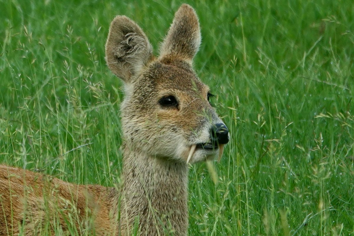 AdeysAlthorp's tweet photo. Chinese-water deer @AlthorpHouse
This photograph shows the large canine teeth that CWD bucks are most famous for. A deceptively tough species of deer that definitely belies its teddy bear looks.
conservation@althorp.com #spencerestates #BDS #CWD #NaturePhotograhpy #vampiredeer https://t.co/cEkcvutxiY