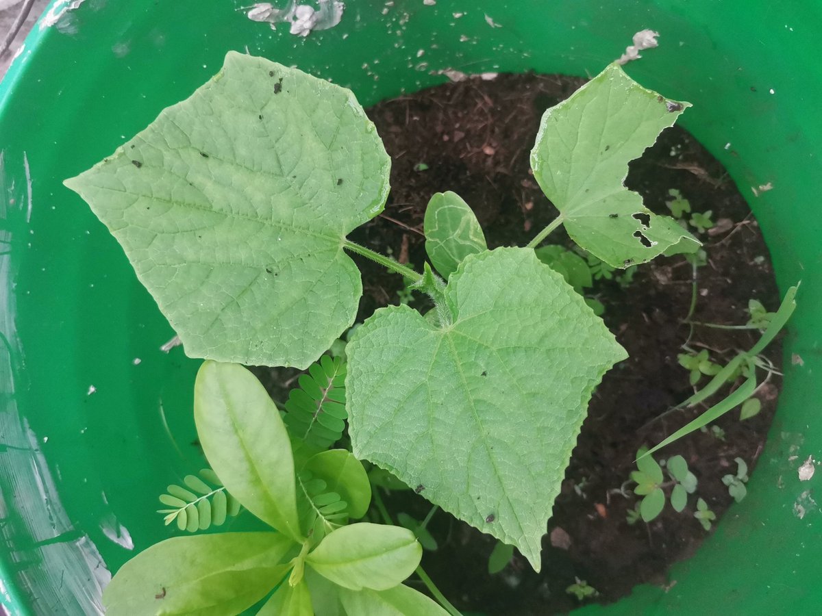 yasmeenhelwani's tweet photo. Although the snails tried their best, my new cucumber plants are still standing... I planted these from an organic cucumber I bought from the village. #ContainerGardening #mylittlefarm https://t.co/iZhAWrSZlj