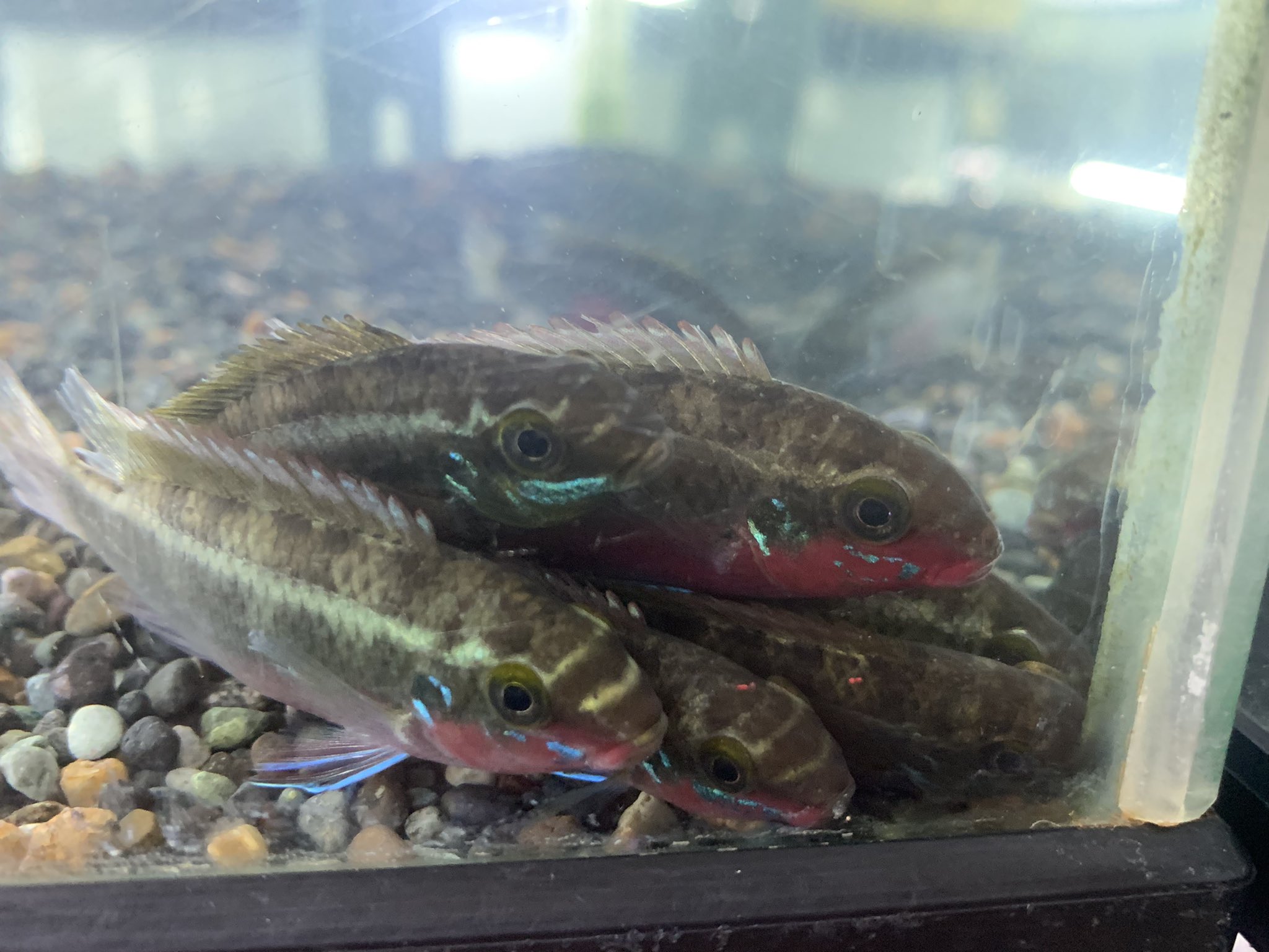 小さな熱帯魚の店 レインボー 小虹 の人たち ペルヴィカクロミス サクリモンティス サクリ玉になってますw うん 今回のも良い 今日はやばいくらい胸筋が筋肉痛 うん 最高であるw アフリカンシクリッド 河産 大阪熱帯魚 人気熱帯魚 熱帯魚