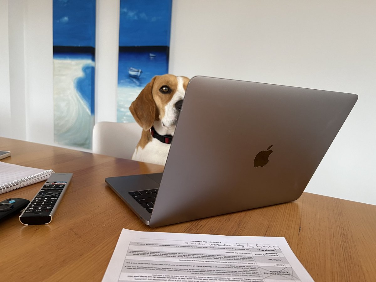CloudyDan's tweet photo. @TotoAlbanese Photos of dogs is the purpose of twitter. Hi Toto, Im Duke and was studying the election results closely. https://t.co/FQSZoFeyU9