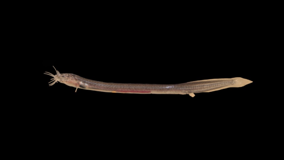 #NewSpecies!
Pangio pathala
A newly discovered diminutive subterranean eel loach from India!
Holotype:@kufos_kochi

#Treatment: treatment.plazi.org/id/03D18797-FF…
Original paper: doi.org/10.11646/zoota…
@Zootaxa @LabRajeev @FishBaseProject @FishInTheNews

#FAIRdata #Biodiversity #TeamFish