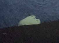 wiz_bean's tweet photo. I got my first Pusheen the other day, and I think I found my new obsession. https://t.co/4nnNpAZk3t