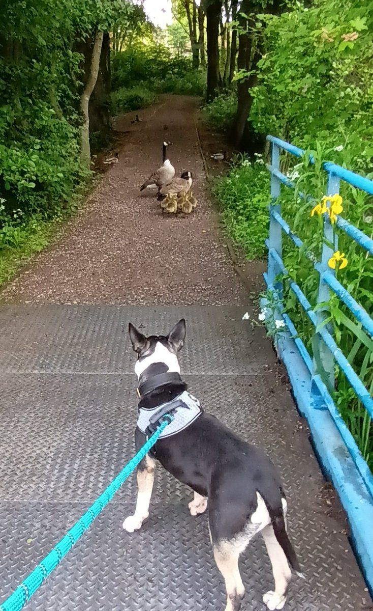 Morning stand off! 🐶🦆