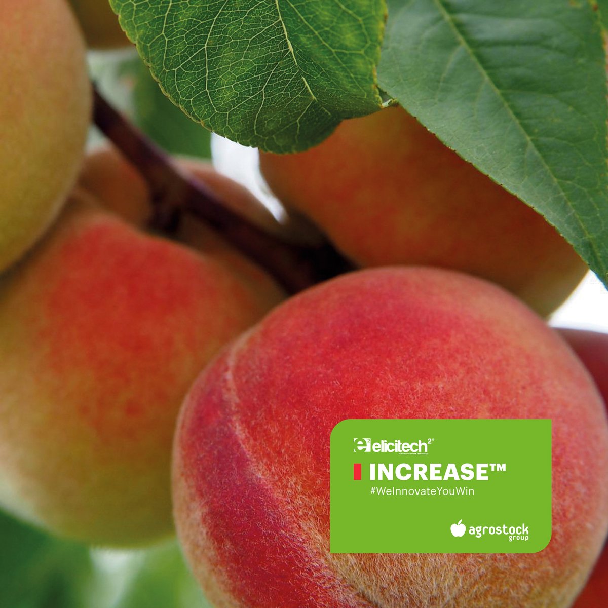 Podemos mejorar el tamaño, color y sabor de la #fruta mediante la aplicación de #Increase. Gracias a una alta concentración de #Potasio y de catalizadores auxínicos provoca un incremento de estas características en la producción en frutales.

🌿Info > bit.ly/3lFIBNr