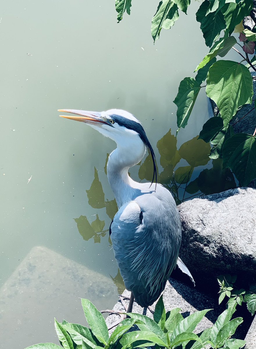 これは北斎展についてきてくれたマダムとカメラ向けたら止まってくれる逃げない鳥とうめがえもちのチョコレートソースがけ

🦁「ようしゃのないあまさだね」 