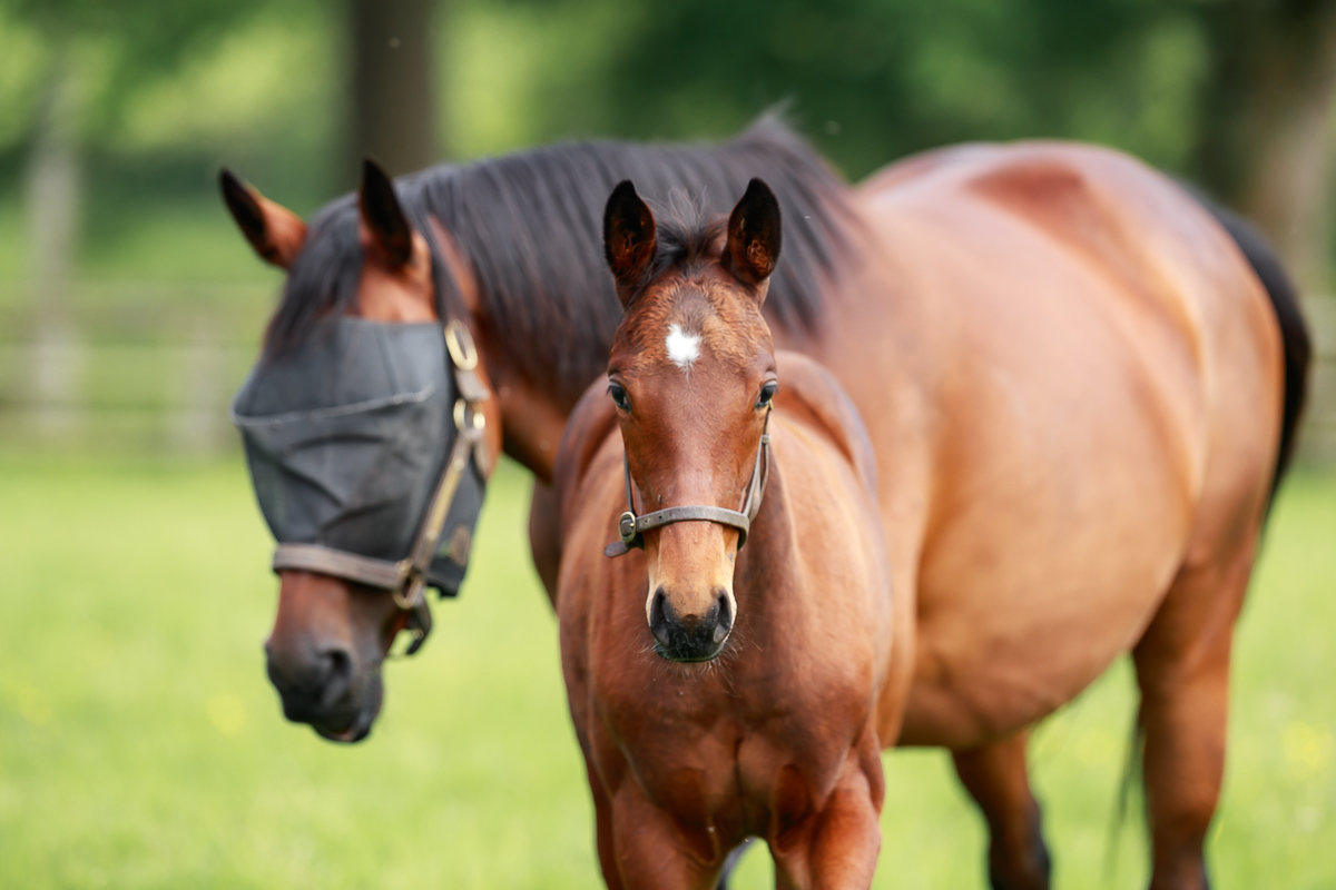 saint_pair's tweet photo. Meet our 2022 foals!
This classy looking filly is a half sister to last Sunday's G2 Lanwades Stud Stakes winner PEARLS GALORE.
She is by @JuddmonteFarms KINGMAN out of G3 winner Pearl Banks.
Photographed by @zuzanna_lupa  at 2,5 months old. https://t.co/irzpjbLtxj