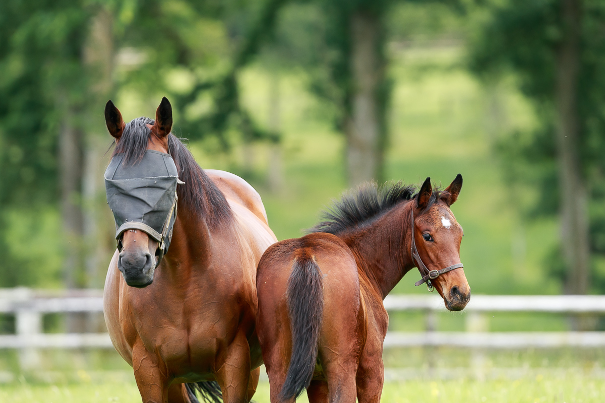saint_pair's tweet photo. Meet our 2022 foals!
This classy looking filly is a half sister to last Sunday's G2 Lanwades Stud Stakes winner PEARLS GALORE.
She is by @JuddmonteFarms KINGMAN out of G3 winner Pearl Banks.
Photographed by @zuzanna_lupa  at 2,5 months old. https://t.co/irzpjbLtxj
