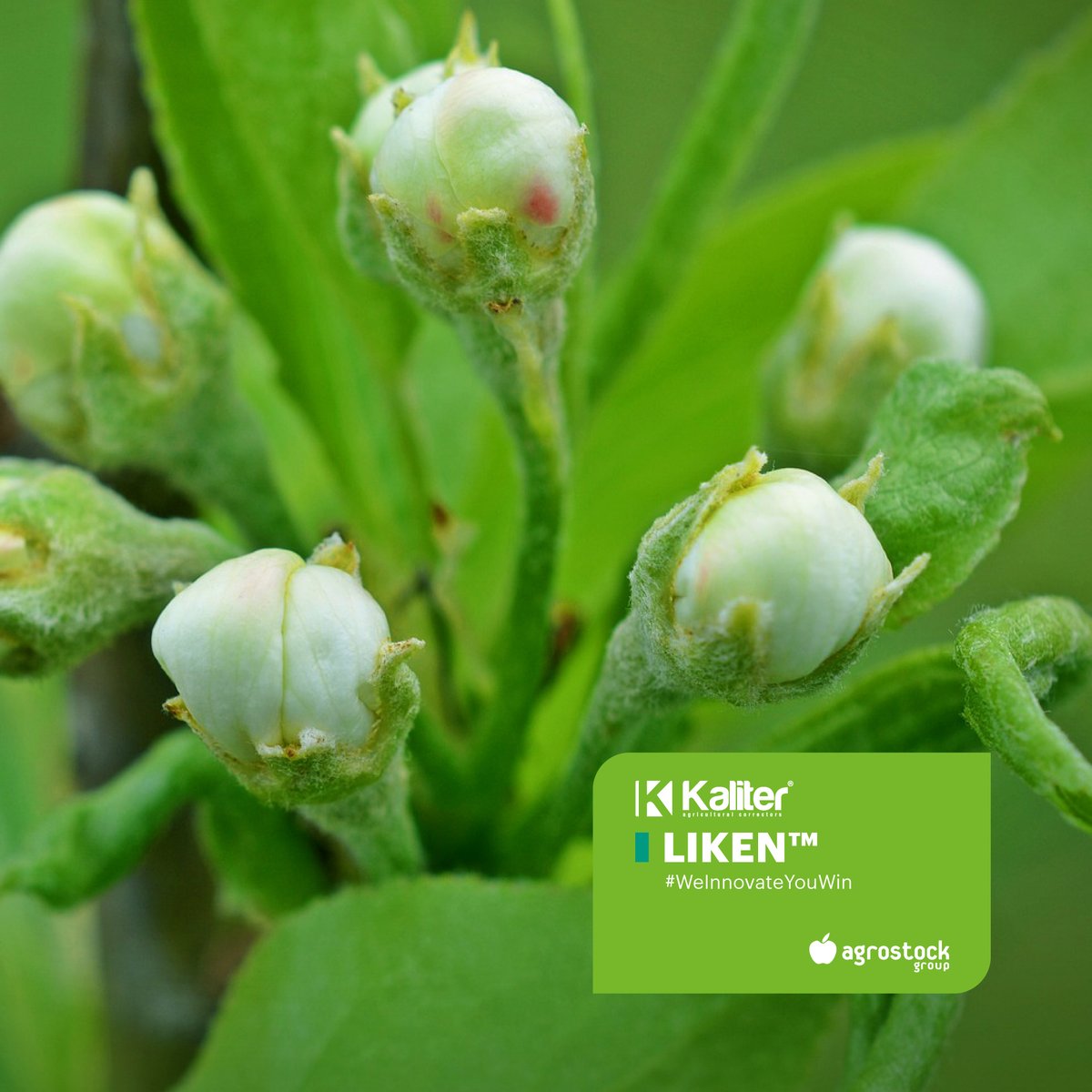 El #Molibdeno estimula el período reproductivo de la planta aumentando la polinización, cuajado y la calidad de las flores: La aplicación de #Kaliter #Liken previene y corrige deficiencias en Molibdeno.

🌿Info > bit.ly/3lFIBNr