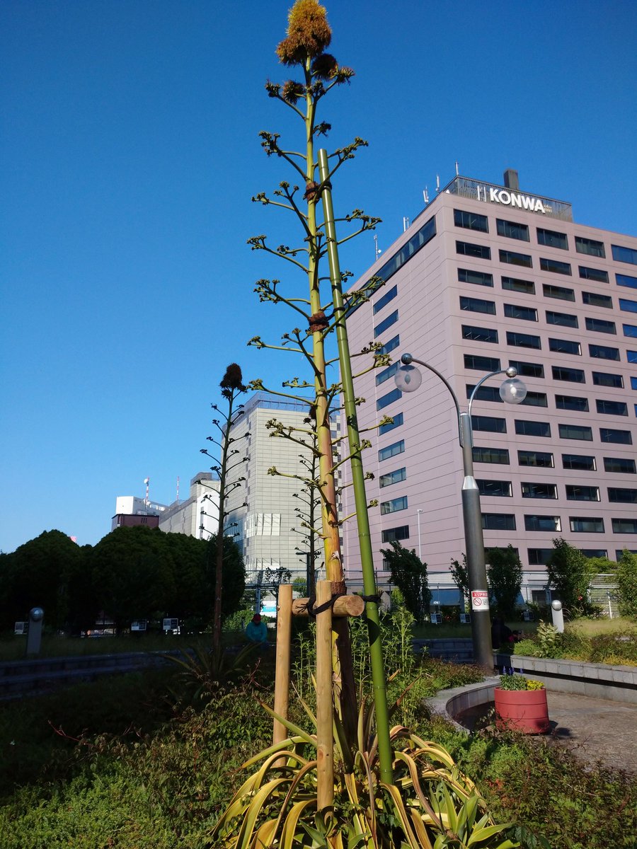 アガベ ベネズエラ日記 昨秋から 不思議な生態と共に開花を楽しませてくれたアガベの花 既に殆どが花を散らし いよいよ大団円の時 花 が枯れる姿は その時葉は 興味は尽きず 中央区 中央区民ニュース アガベ ベネズエラ日記 昨秋から 不思議な生態と共に開花を楽しませてくれたアガベの花 既に殆どが花を散らし いよいよ大団円の時 花 が枯れる姿は その時葉は 興味は尽きず 中央区 中央区民ニュース