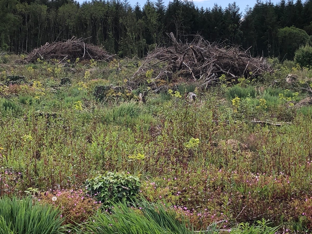 Cavanbrian's tweet photo. This picture gives me joy.
Sitka Spruce harvested and replaced with an oak plantation.
Killykeen forest park #cavan fair play #coilte https://t.co/OLOQMjz59w