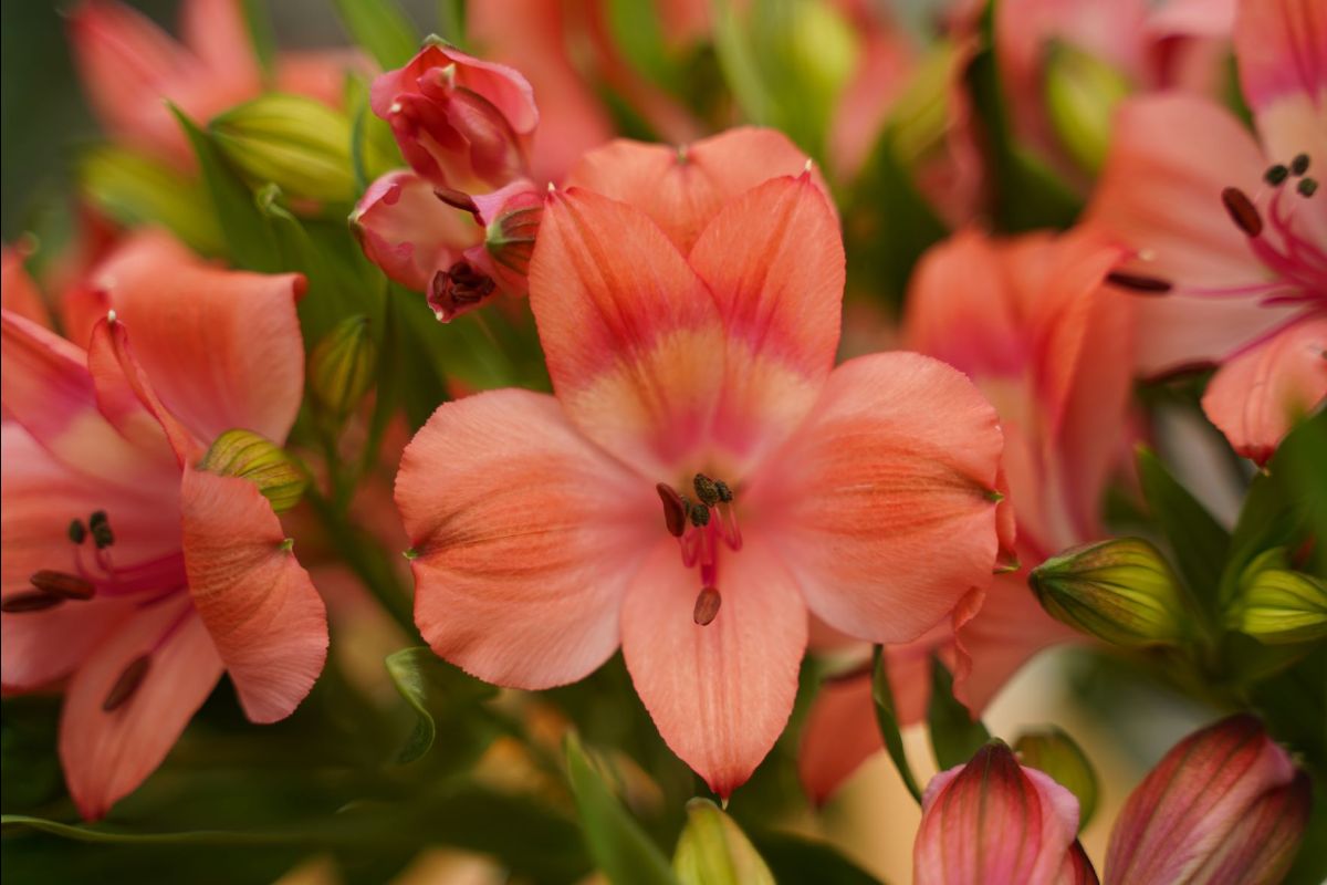 GroenVandaag's tweet photo. ‘Intenz Salmon’ is de nieuwste #Alstroemeria variëteit van @Together2Grow en veredelaar Royal van Zanten.

Grote, streeploze, zalm kleurige bloemen, donkergroen blad. De sterke kwaliteit van de bloem, steel en blad zorgt ervoor dat je lang kan genieten. @Decorumcompany  #noviteit https://t.co/upPFJKlaK4