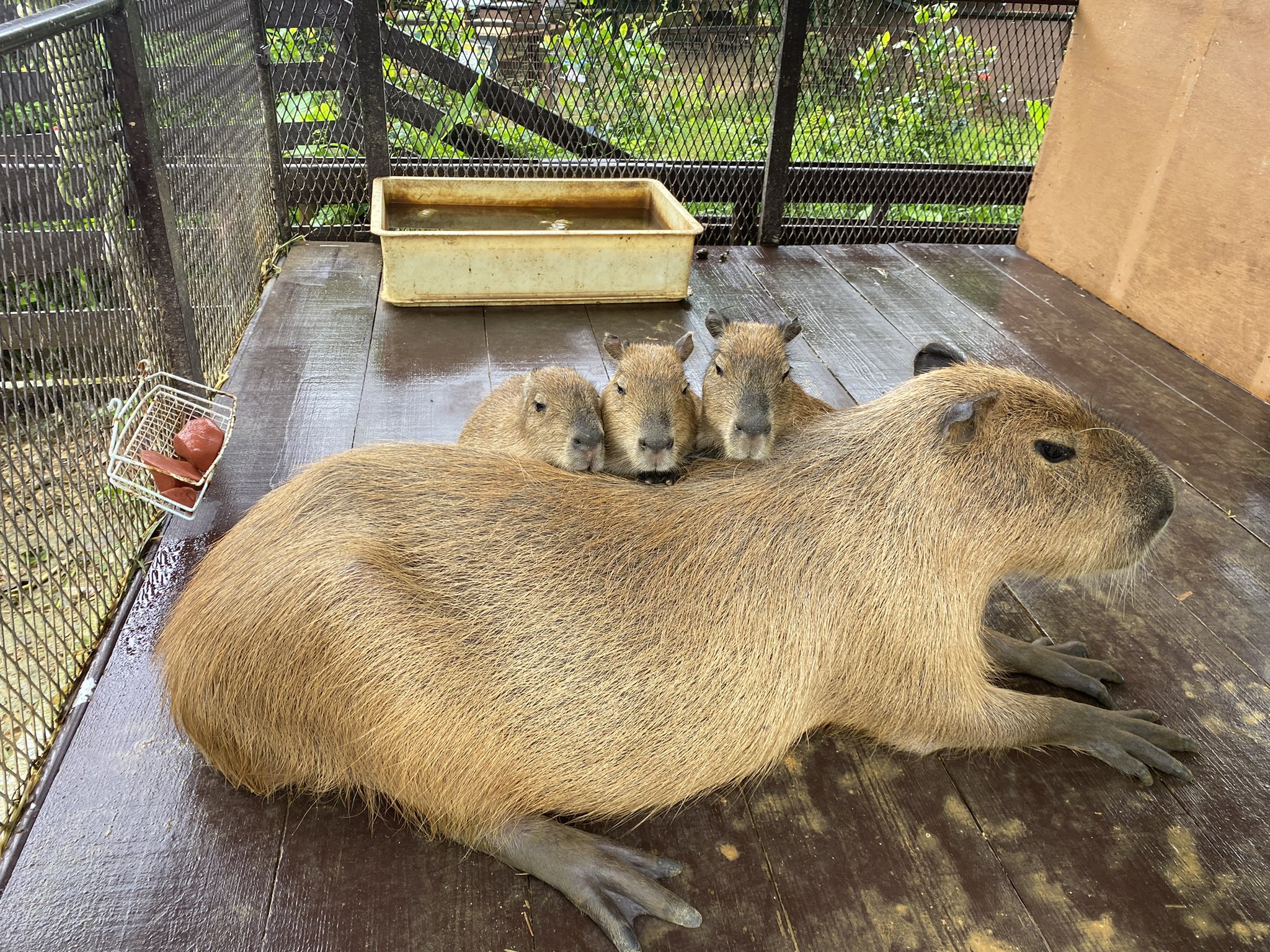 ぬいぐるみ　カピバラ　大サイズ　美らヤシパークオキナワ　東南植物楽園 ぬいぐるみ カピバラ 大サイズ 美らヤシパークオキナワ 東南植物楽園