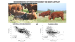 PCI_AnimSci's tweet photo. 1/2 A new #preprint recommended by @PCI_AnimSci: Cantalapiedra-Hijar @HijarGonzalo et al (2022) @UMR_Herbivores @INRAE_DPT_PHASE @agroscope @SRUC. Identifying cattle growth feed efficiency by 15N abundance and plasma urea concentration: A meta-analysis. https://t.co/elV0YfUaT2 https://t.co/bRzzr6Vug4
